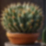 Close-up view of a vibrant spiky cactus in a decorative pot