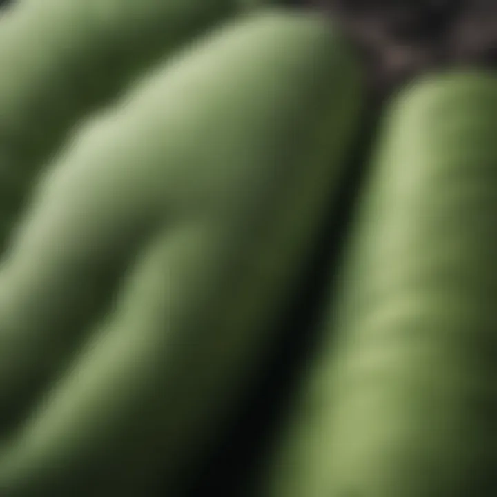 Cushion Texture Diversity Close-up of various green cushion textures showcasing fabric diversity