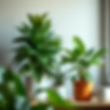 Comparing Budget and Premium House Plants A budget-friendly option displayed alongside premium house plants