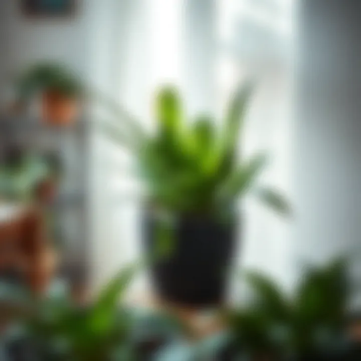 Nurtured House Plant Care A close-up view of a healthy, thriving house plant with care instructions